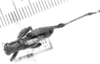 CollectionObject 1524315; 296fd29f-7646-4387-844e-1f1ba8be9bfa: male, dorsal view (holotype). (CollectionObject).