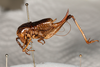 CollectionObject 1531299; f83e2ff5-29ac-4f62-9931-07564c9fac13: female #2, lateral view (lectotype). (CollectionObject).