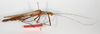 CollectionObject 1563677; 7583ca73-6234-4642-8f83-e92987858c7c: copyright ZMB, Berlin. female, lateral view (paralectotype). (CollectionObject).