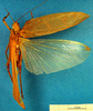 CollectionObject 1500361; 589cfdb6-3f85-4423-abca-ca28dd9e4d76: male, dorsal view (syntype). (CollectionObject).
