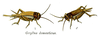 Acheta domesticus (Linnaeus, 1758): Pl. 9. female and male. (Otu).