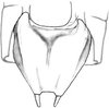 Acantheremus dominicanus Naskrecki, 1997: male subgenital plate (orig.). (Otu).
