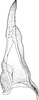 Stylus on Cicadula (Henriana) frontalis (Herrich-Schäffer, 1835): Stylus. (Observation).