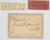 CollectionObject 1580296; 1bae3d97-7c32-4eff-acbb-3076b85ce424: labels (paratype of Phaestus sumatrensis). (CollectionObject).