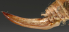 CollectionObject 1568279; e8037b38-f955-4fc9-9522-96788617859c: female ovipositor (paratype). (CollectionObject).