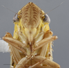 Head: !! display not done !! on Draeculacephala tucumanensis Dietrich, 1994: Head/Face. (Observation).