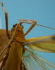 CollectionObject 1542719; DEES MZLQ-I0086, 7c887820-ee1a-46a1-b6c2-7a6f3bcf6373: pronotum female latero-dorsal view (holotype). (CollectionObject).