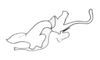 Eumastusia koebelei koebelei (Rehn, 1909): Fig. 28C. endophallus, lateral view. (Otu).