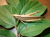 FieldOccurrence 285; 20a74807-3b32-4324-96fd-8885b8d5b7a5; Tanzania
Nilo forest reserve E Usambara Mountains, 2023/03/26: female. (FieldOccurrence).