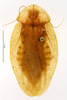 CollectionObject 1587309; MNHN(SF IMPORT DUPLICATE) MNHN-EP-EP1281, 13cfc6bf-d34e-4e15-82f1-35c230d982f5: CC BY-NC-ND 4.0/MNHN - Depraetere Marion - 2014. Paratype, male, of akinetum Grandcolas, 1991. Specimen number: MNHN-EP-EP1281. http://coldb.mnhn.fr/catalognumber/mnhn/ep/ep1281. (CollectionObject).