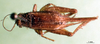 CollectionObject 1502076; f99729d5-ee3c-46b0-ab76-a4c96738e6bd: female, dorsal view. (CollectionObject).