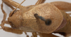CollectionObject 1527078; 464eb255-9809-408c-8da7-939f767d2f89: male pronotum, dorsal view (holotype). (CollectionObject).