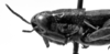 CollectionObject 1567236; 0015a382-bf13-4c78-996e-5ddac45e743d: male head and pronotum, lateral view (syntype). (CollectionObject).