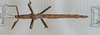 CollectionObject 1558906; 65d4756d-1731-447c-ad04-659534a17e15: copyright MHNG, Geneva. female (holotype). (CollectionObject).