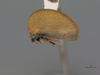 Habitus, lateral view on Amastris alapigmentata Broomfield, 1976: (Observation).