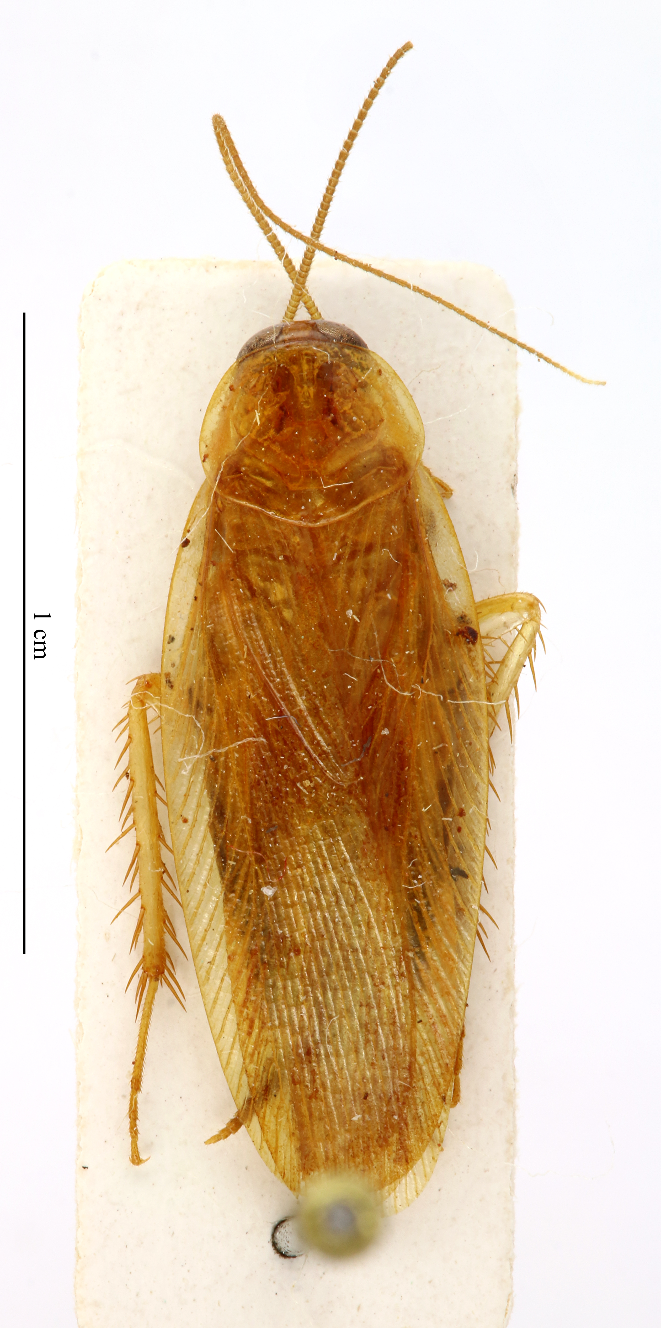 CC BY-NC-ND 4.0/MNHN - Depraetere Marion - 2014. Non type, sex unknown. Specimen number: MNHN-EP-EP1464. http://coldb.mnhn.fr/catalognumber/mnhn/ep/ep1464. Depicts CollectionObject 1587623; MNHN(SF IMPORT DUPLICATE) MNHN-EP-EP1464, 8c4ca480-176e-4f88-b11d-72e8765a4b07, a CollectionObject.