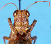 CollectionObject 1566733; ec9fee22-6bf2-4ee7-850a-908d4e0f68ce: female, frontal view (syntype). (CollectionObject).