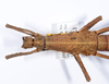 CollectionObject 1558667; 4c1283d3-5c69-48f0-907c-0a26541edf56: copyright ANSP. female: head & thorax, dorsal view (paratype). (CollectionObject).;CollectionObject 1558668; 53b5e2cf-faaf-4cbc-9668-7322266d8aa3: copyright ANSP. female: head & thorax, dorsal view (paratype). (CollectionObject).