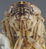 Head: !! display not done !! on Euscelis ohausi Wagner, 1939: Head/Face. (Observation).