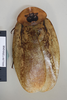 CollectionObject 1572856; 0f06cc6e-71ac-46ee-9da4-865c5005fb06: Copyright NHM, London. dorsal view, male, non-type. (CollectionObject).