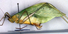 CollectionObject 1502640; 3282376e-3283-4f58-acdb-c1d3cf636009: female, lateral view (syntype). (CollectionObject).