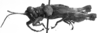 Demochares cristulatus (Stål, 1878): Image Carbonell, C.S. Male habitus, lateral view (unspecified type). (Otu).