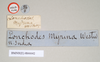 CollectionObject 1559498; NHMUK(SF IMPORT DUPLICATE) 844642, a9dbb676-98a6-42f3-b554-fd16bcfa4c1d: copyright Natural History Museum, London. male, data labels [circular label reversed] (holotype). (CollectionObject).