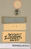 Monastria biguttata (Thunberg, 1826): Copyright Natural History Museum, London. Labels from holotype (female nymph) of synonym Tarraga guttiventris Walker, 1868 in BM(NH). Underside. (Otu).