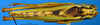 CollectionObject 1567131; 8663da43-3ad4-47bc-aec3-3ca07c793384: male, dorsal view. (CollectionObject).