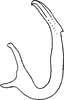 Aedeagus, lateral view on Agnesiella (Agnesiella) aino (Matsumura, 1932): Aedeagus, lateral view. (Observation).