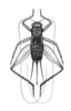 Tairona pulchella Hebard, 1928: Plate IV. Fig. 4 (after allotype). female, dorsal view. (Otu).