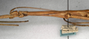 CollectionObject 1559959; NMW 477', 0e102848-65ad-49b2-8cff-b03f436730f2: copyright NMW, Vienna. female: head and thorax, lateral view (syntype). (CollectionObject).