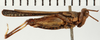 CollectionObject 1529614; NHRS NRM-ORTH 12994, 936c71d9-b9d4-4a73-9b28-19fd5a784c2d: male, lateral view (holotype). (CollectionObject).