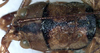 CollectionObject 1531898; 81ac4214-7d41-4be0-823f-1afc1d1a21f3: female head and pronotum, dorsal view (holotype). (CollectionObject).