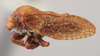 Habitus, lateral view on Centrodontus atlas reticulatus Cook, 1952: (Observation).
