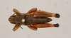 CollectionObject 1519067; a39dd9fb-b29d-493d-b9ff-4d895268081e: male, dorsal view (holotype). (CollectionObject).
