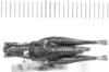CollectionObject 1525188; 7a94fe97-aaa5-4cd0-9c06-55b6516fa186: female, dorsal view (allotype). (CollectionObject).