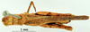 CollectionObject 1530749; a9b33ea2-d8f4-43fc-a090-df7a22fad95c: female, dorsal view (syntype). (CollectionObject).