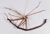 CollectionObject 1557930; 5df97639-fb31-49e4-a32c-f64d66ddcec6: copyright ZMHB, Berlin. male, lateral view (holotype). (CollectionObject).