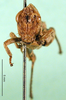 CollectionObject 1501085; 1abf8c68-9c5f-4a80-a67e-9333896b8926, DORSA BA000026S01: female, frontal view (holotype). (CollectionObject).