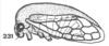 Habitus, lateral view on Anisostylus stylatus Caldwell, 1949: (Observation).