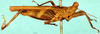 CollectionObject 1505174; ef047803-175e-4f6f-95e9-e97b6bf87ada: lateral view. (CollectionObject).