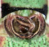CollectionObject 1591477; 17a083f7-5268-4ffd-87f6-54001c8fdeaa, MLP-OR-3224: tegmina. (CollectionObject).