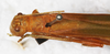 female, dorsal view. Depicts CollectionObject 1565841; c9600cbd-b49d-482d-bfd3-3d5d7dc28546, a CollectionObject.