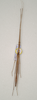 CollectionObject 1562740; 50edbb83-a98f-48e7-9246-770b736518c2: copyright QMBA. male: dorsal view (paratype). (CollectionObject).