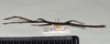 Staelonchodes harmani (Bragg & Chan, 1993): copyright Natural History Museum, London. female, lateral view (paratype). (Otu).