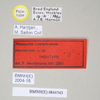 CollectionObject 1561040; NHMUK(SF IMPORT DUPLICATE) 844543, 2f694537-9527-4a74-b2ba-46f57868bed4: copyright Natural History Museum, London. male, data labels (paratype). (CollectionObject).