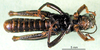 CollectionObject 1594860; 125f0e88-0727-4aad-8b98-264b15dabe78: male, ventral view (paratype). (CollectionObject).