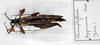 Nanophyllium Redtenbacher, 1906: copyright Paul D. Brock. male of Nanophyllium pygmaeum [type species]. (Otu).