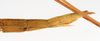CollectionObject 1558529; 70342c40-345f-4834-95c5-42c90ee5d0a4: copyright ZMUH, Hamburg. female: end of abdomen, lateral view (holotype). (CollectionObject).
